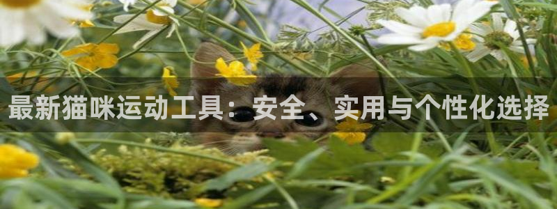 征途国际新能源：最新猫咪运动工具：安全、实用与个性化