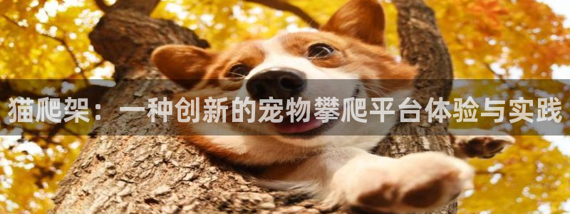 征途国际娱乐：猫爬架：一种创新的宠物攀爬平台体验与实践